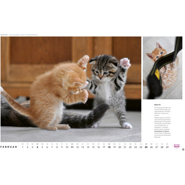 HEYE Bildkalender Katzen 1130 DE, 45x30cm 2024