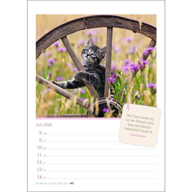 HARENBERG Wochenkalender Katzen 3310008 DE, 16,5 X 23cm 2024