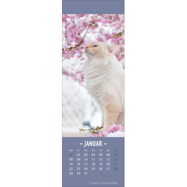 HEYE Lesezeichen-Kalender Katzen 21474 DE, 6x18cm 2024