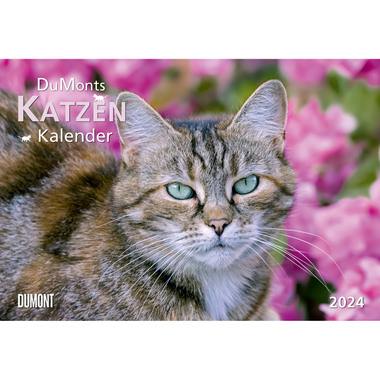 DUMONT Katzen Kalender 205103 DE, 42x29cm 2024