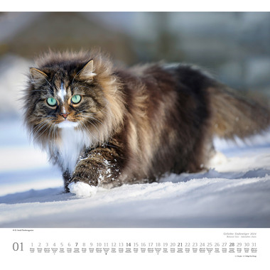 DUMONT Bildkalender Stubentiger 205091 D/EN/F, 38x35.5cm 2024