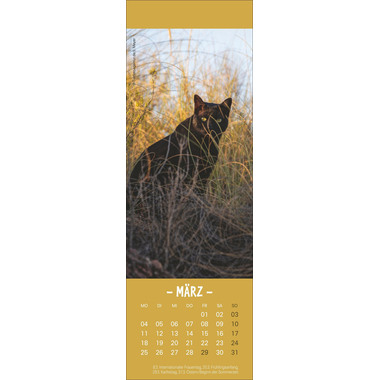 HEYE Lesezeichen-Kalender Katzen 21474 DE, 6x18cm 2024
