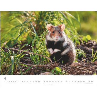 WEINGARTEN Heimische Wildtiere 3312198 DE, 44x34cm 2024