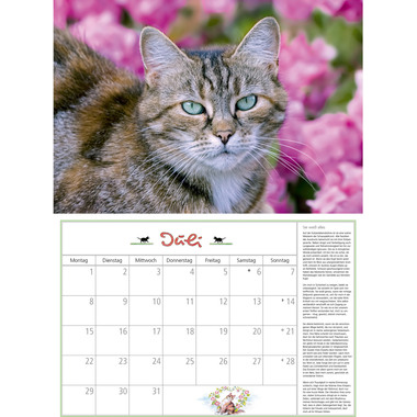 DUMONT Katzen Kalender 205103 DE, 42x29cm 2024