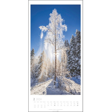 WEINGARTEN Wandkalender Im Wald 3150200 DE, 33x68cm 2024