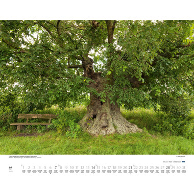 DUMONT Bäume 205140 D/EN/F, 58.4x48.5cm 2024