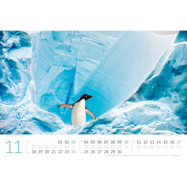 ACKERMANN Pinguine 2489 D/E/F/NL/ES/I, 45x33cm, 2024