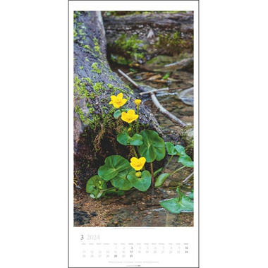 WEINGARTEN Wandkalender Im Wald 3150200 DE, 33x68cm 2024