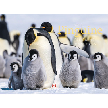 ACKERMANN Pinguine 2489 D/E/F/NL/ES/I, 45x33cm, 2024