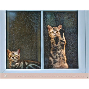HEYE Wegler Katzenkalender 23165 DE, 44x34cm 2024