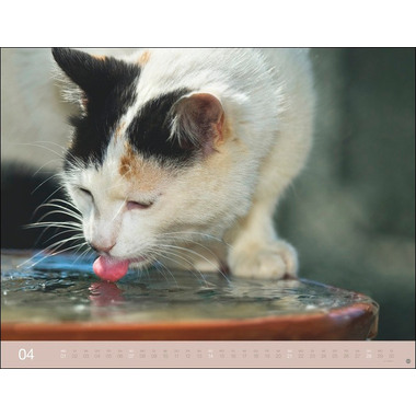 HEYE Wegler Katzenkalender 23165 DE, 44x34cm 2024