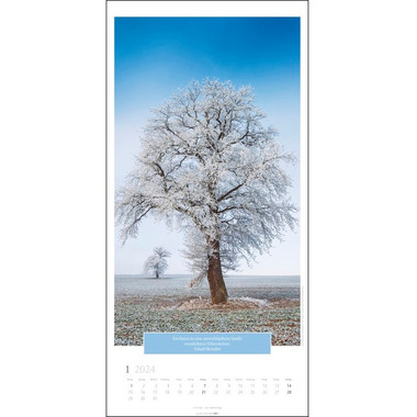 WEINGARTEN Wandkalender Kraft der Bäume 2958600 DE, 33x68cm 2024