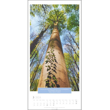 WEINGARTEN Wandkalender Kraft der Bäume 2958600 DE, 33x68cm 2024