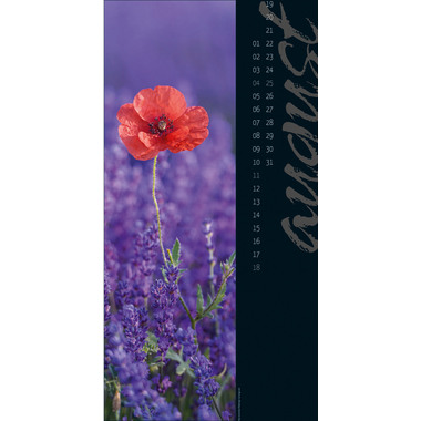 ACKERMANN Nature in Focus 2417 D, 33x66cm 2024