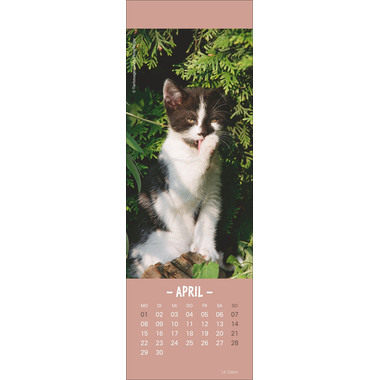 HEYE Lesezeichen-Kalender Katzen 21474 DE, 6x18cm 2024