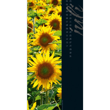 ACKERMANN Nature in Focus 2417 D, 33x66cm 2024