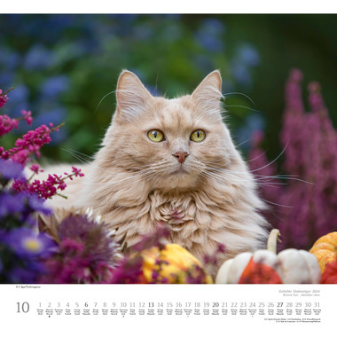 DUMONT Bildkalender Stubentiger 205091 D/EN/F, 38x35.5cm 2024