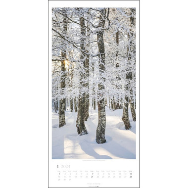 WEINGARTEN Wandkalender Im Wald 3150200 DE, 33x68cm 2024