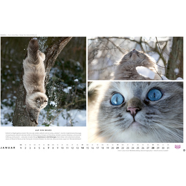 HEYE Bildkalender Katzen 1130 DE, 45x30cm 2024