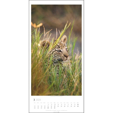 WEINGARTEN Wandkalender Big Cats 2958700 DE, 33x68cm 2024