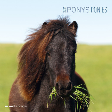 ALPHA EDITION Ponies 103537 DE/E/FR, 30x30cm 2024