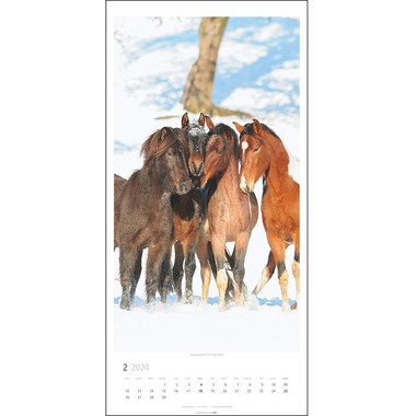 WEINGARTEN Pferde 3119300 DE, 33x68cm 2024