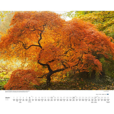 DUMONT Bäume 205140 D/EN/F, 58.4x48.5cm 2024