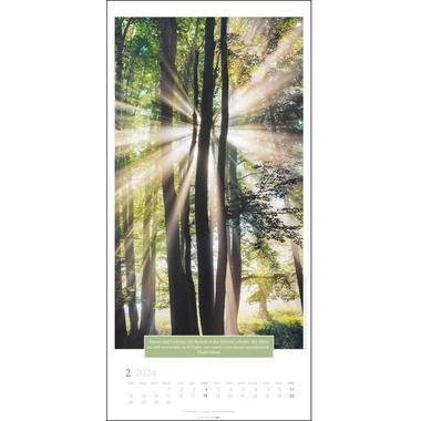 WEINGARTEN Wandkalender Kraft der Bäume 2958600 DE, 33x68cm 2024
