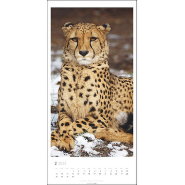 WEINGARTEN Wandkalender Big Cats 2958700 DE, 33x68cm 2024