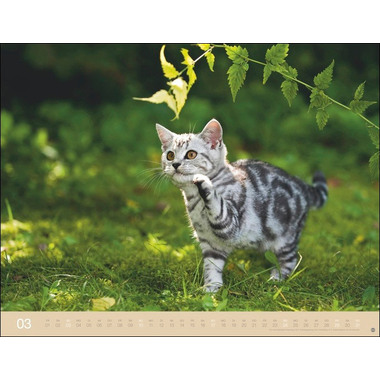 HEYE Wegler Katzenkalender 23165 DE, 44x34cm 2024