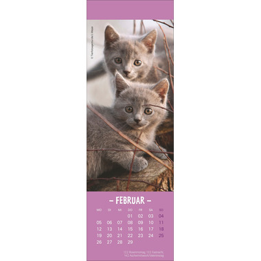 HEYE Lesezeichen-Kalender Katzen 21474 DE, 6x18cm 2024