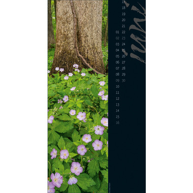 ACKERMANN Nature in Focus 2417 D, 33x66cm 2024