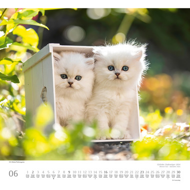 DUMONT Bildkalender Stubentiger 205091 D/EN/F, 38x35.5cm 2024